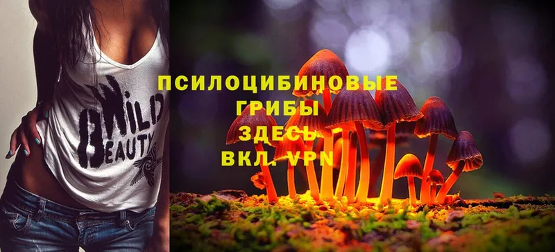 цена наркотик  Торжок  Псилоцибиновые грибы Cubensis 